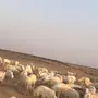 غنم حريات العدد 213 خلفات عدد 20 معها وايت عا