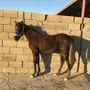مهر عربي البيع عاجل 