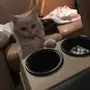 قطوه شيرازيه بيضاء