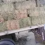 برسيم تبوك مخزن شد ولون وورق 