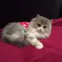 للبيع انثئ ثلاث شهور ونص 