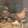 طبات عراقي وساكسن 