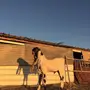 فحل هولندي 
