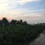 نخل امريكي 