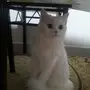 قطة شيرازي نظيفة جدا للتبني