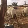 بكار للبيع