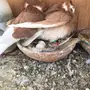 جواز بلجيكي