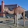 بكره مهجنه البيع 