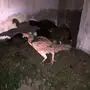 دجاج باكستاني 