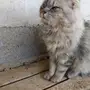قطة سيبيرية للبيع