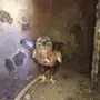 صقر نادر 