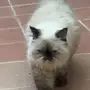 قط هملايا شوكلت