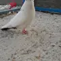 هلمت طبه مستوى طيب