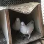 للبيع حمام جمله