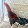 طقم دجاج باكستاني