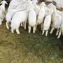 ضان كفو 27 تحتها 27 ودفع
