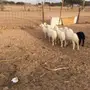 بهم حري