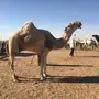 فحل أشقح للبيع