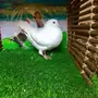  حمام كنق وكوري وريحاني 