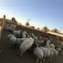 نعيم العدد 90 للبيع