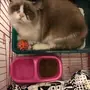 هملايا راغدول حامل 
