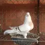 ذكرين منقا 