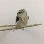 صقر للبيع 