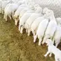 ضان كفو 27 تحتها 27