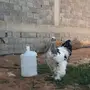 ديك براهما كولومبي