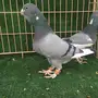 ابلق طبتين اخوان بطن واحد 