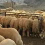 للبيع ذبايح حري مع الذبح والتوصيل حسب الطلب