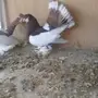 للبيع جوز فولكا