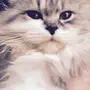 قطه شيرازيه لعوبه جدا عمرها 3 شهور