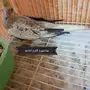زوج كروان منتج