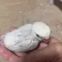 فرخ روز لون جميل