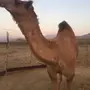 بعير للبيع