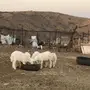 غنم للبيع أو البدل بطليان تكون اعمارها صغيرة