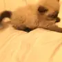 قطة وايت شوكلت عمرها اقل من شهر