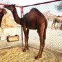 حشوان مفاريد كفووو