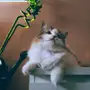 قطة شيرازي 