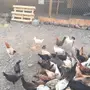 دجاج بلدي نضيف للبيع