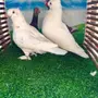  زواج فراشه بيور 