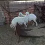 المدينه - طليان حريات دوبها