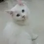 انثى شيرازي 3 شهور لعوووبة عدد 2