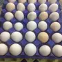بيض بلدي طازج - لبيض ذو جودة عالية