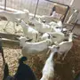 تيوس وجفار بيشيات 