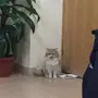 قطه للبيع 