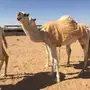 ابل وضح للبيع