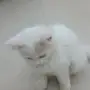 انثى شيرازي ابيض 3 شهور