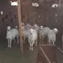 رخال حريه